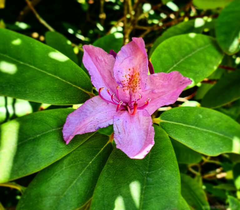 Nahaufnahmen eines lila Rhododendron mit grünen Blättern.