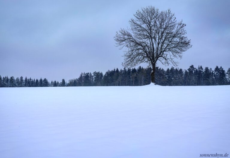 Eine weite Schneelandschaft mit einem größeren Baum im Vordergrund und einer Baumreihe im Hintergrund.