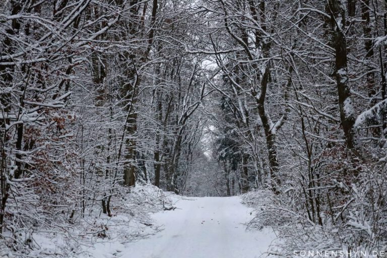 Eine Allee die in schneeweiß gehüllt ist.