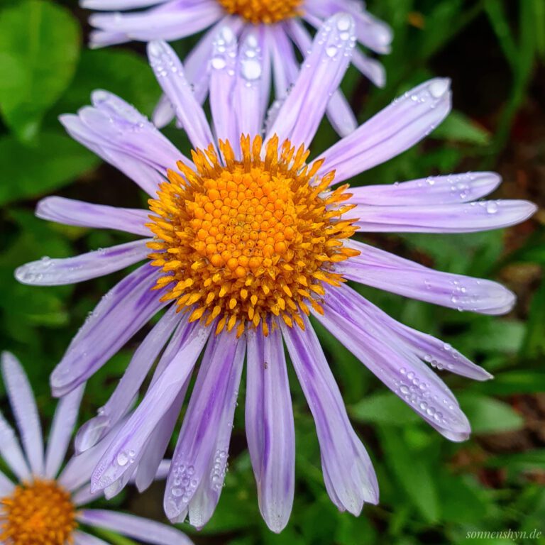 Eine gelbe Blume mit lila Blättern, die überall kleine Regentropfen hat.