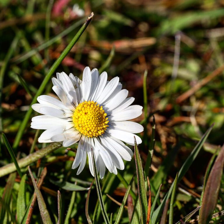 Ein Gänseblümchen auf der Wiese.