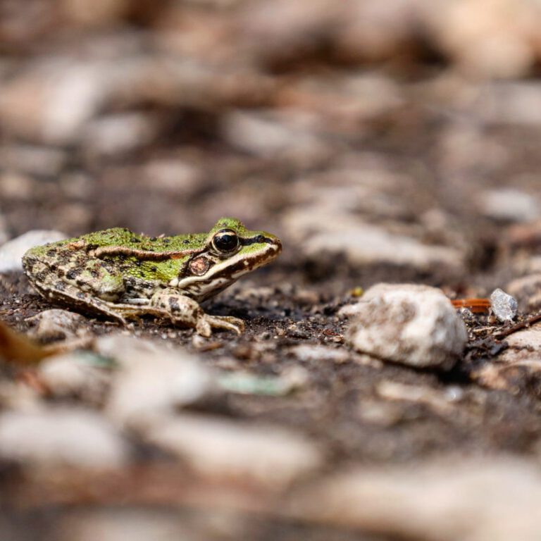 Ein grün grauer Frosch im Profil der auf einem Wanderweg sitzt.