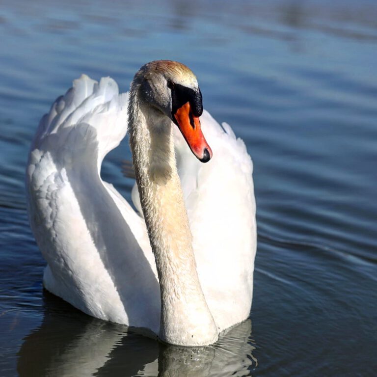 Ein weißer Höckerschwan der seine Flügel leicht angehoben hat seitlich in die Kamera blickt.