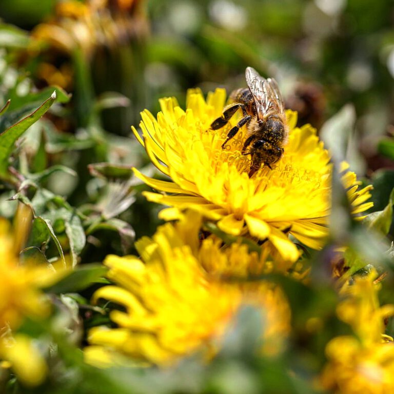 Eine Biene auf einer gelben Blüte.