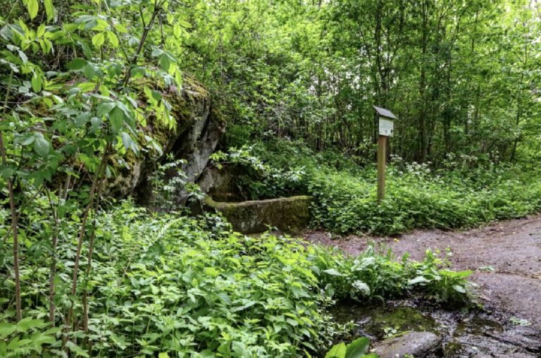 Ein dichter Wald voller grün.