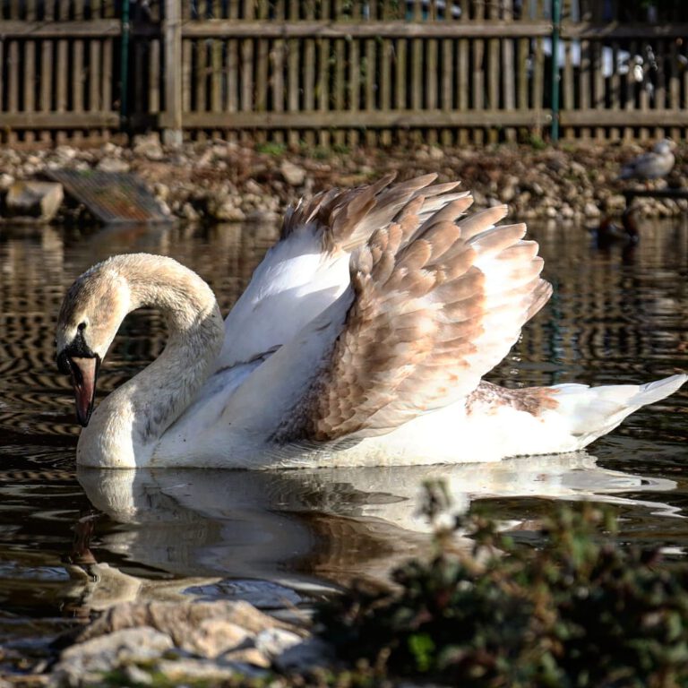 Ein braun weißer Schwan im Profil, der seine Flügel nach oben öffnet und seinen Hals gebogen in Richtung Wasser hat.