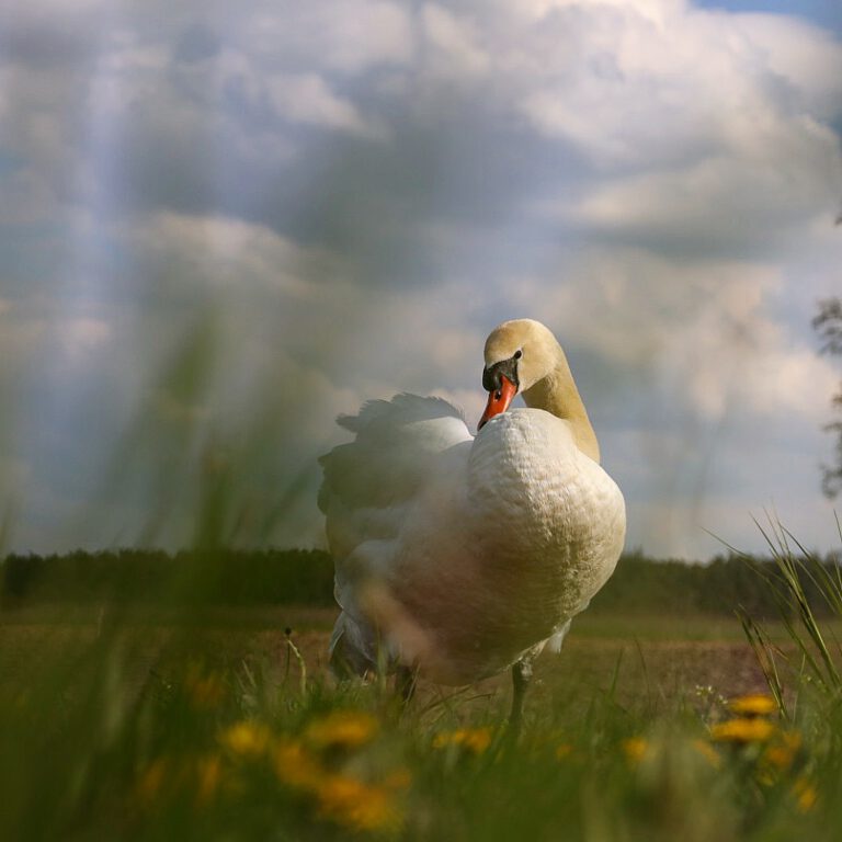 Ein weißer Schwan zwischen gelb grünen Wiesen/Blumen.