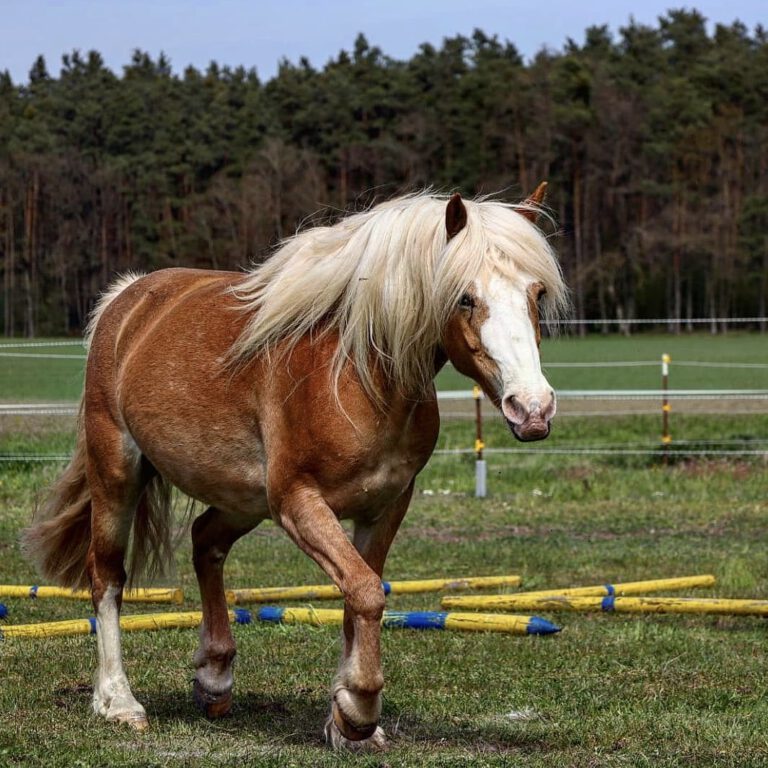 Ein braunes Pferd mit weißer Mähne und Blesse, das über eine Wiese trabt.