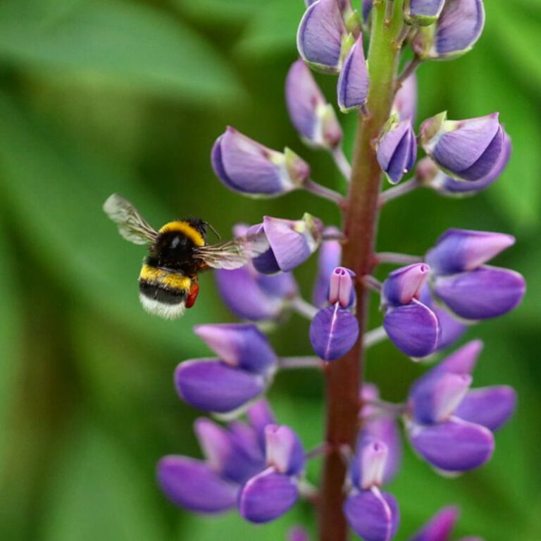 Eine Hummel die auf eine lila Blume zufliegt. Sie hat die Flügel weit geöffnet und ist kurz vor der Landung.