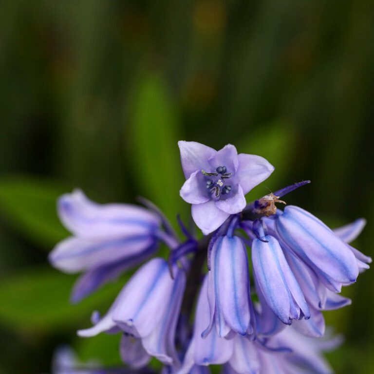Eine lila Blüte mit einen blauen dünnen Streifen die scharf gestellt ist. Alle anderen Blüten hängen rechts und links zur Seite.