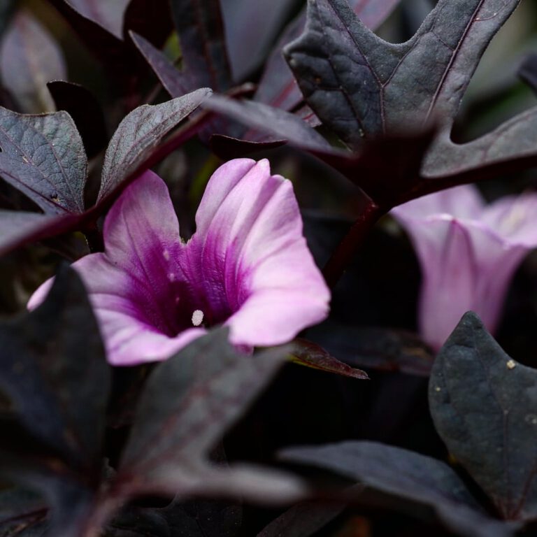 Eine rosa und lila farbene Blume, die von dunklen Blättern umgeben ist
