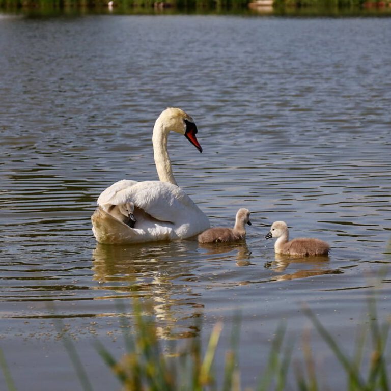 Ein weißer Höckerschwan mit ihren drei Küken. Zwei schwimmen im Wasser, eines sitzt auf dem Rücken der Mama.