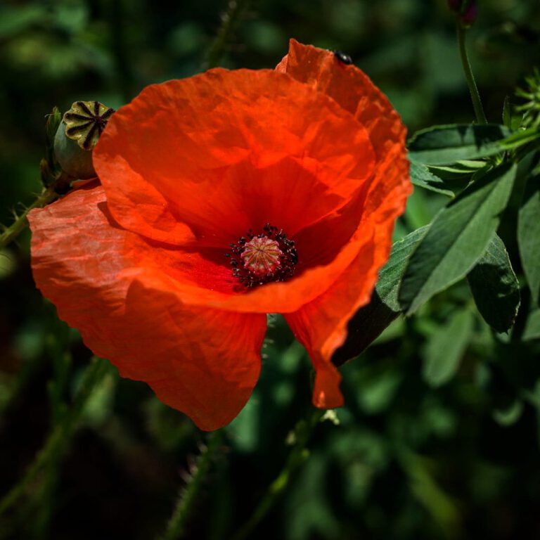 Eine rote Mohnblüte umgeben von dunkelgrünen Blättern.