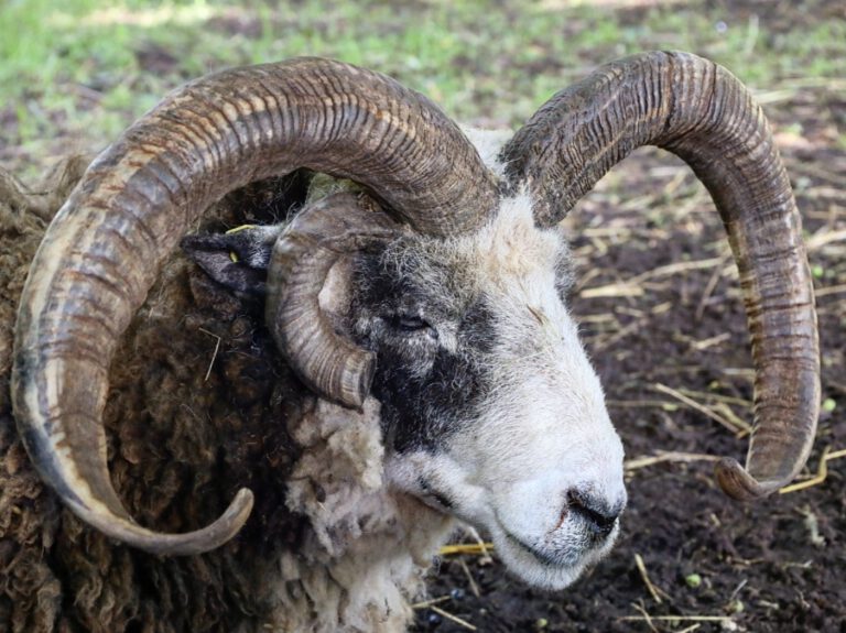 Ein Schaf im Profil mit zwei großen und einem kleinen Horn.