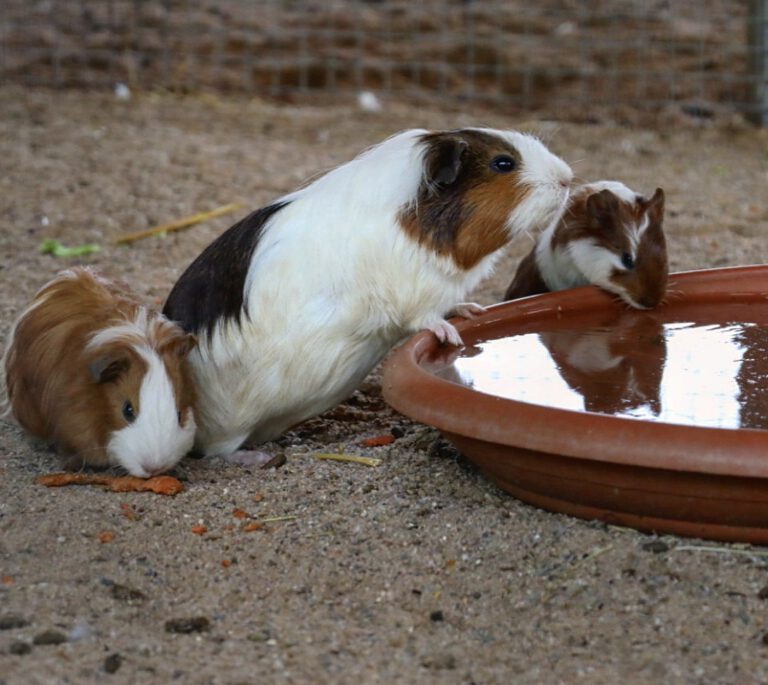 3 Meerschweinchen. Zwei stehen an der Wassertränke, eines mümmelt an einer Möhre.