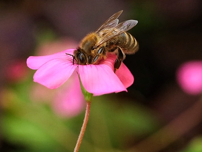 Eine Biene im Profil auf einem rosa Sauerklee.