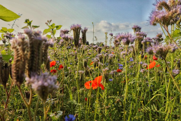 Ein Bild mitten in einer Wildblumenwiese. Sie blüht in rot, blau und lila.