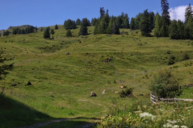 Grüne hügelige Landschaft mit Nadelbäumen