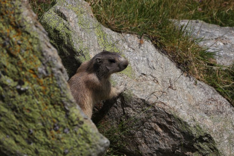 Ein Murmeltier zwischen zwei Felsen