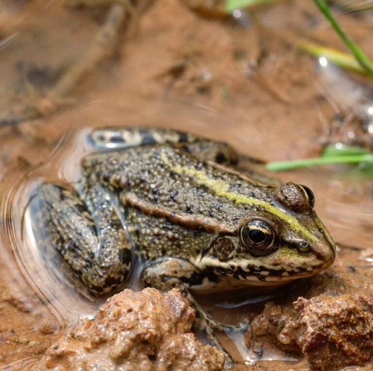 Ein Teichfrosch in Nahaufnahme. Er sitzt im Schlamm am Ufer.