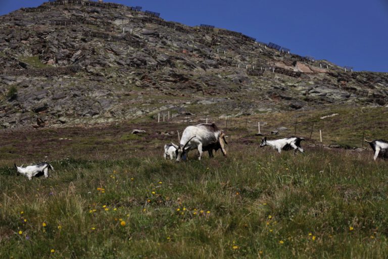 5 Ziegen auf einer Wiese