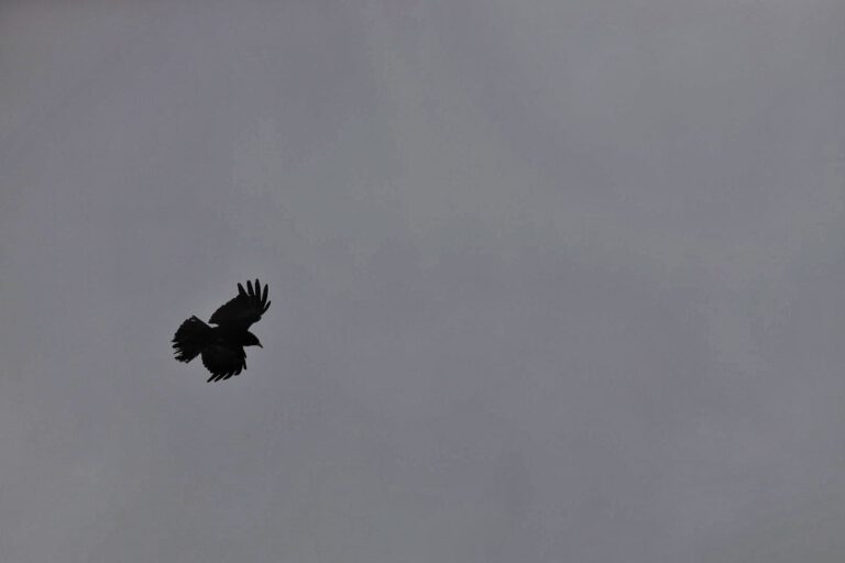 Ein schwarzer Rabe in Wolken