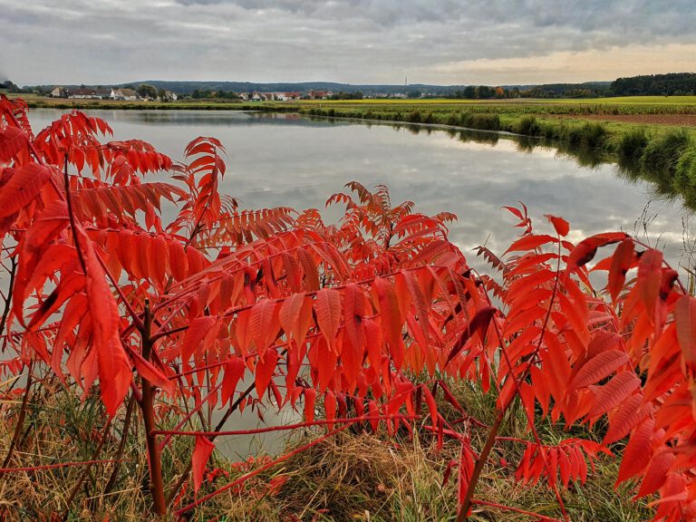 Rote Blätter im Vordergrund. Dahinter ein Weiher.