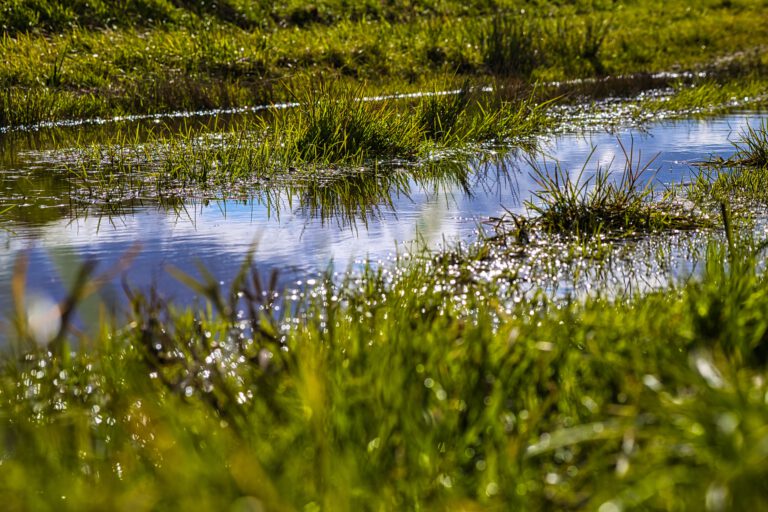 Eine Pfütze mit viel nassen Gras drumherum. Im Wasser spiegeln sich der Himmel und weiße Wolken.