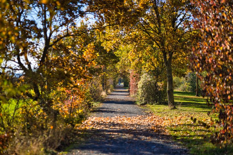 Eine Allee mit Laub auf dem Gehweg. Die Blätter sind gelb Orange.