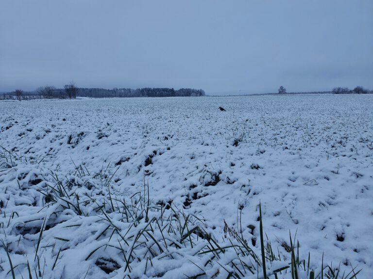 Ein schneebedecktes Feld auf dem ein Rabe sitzt.