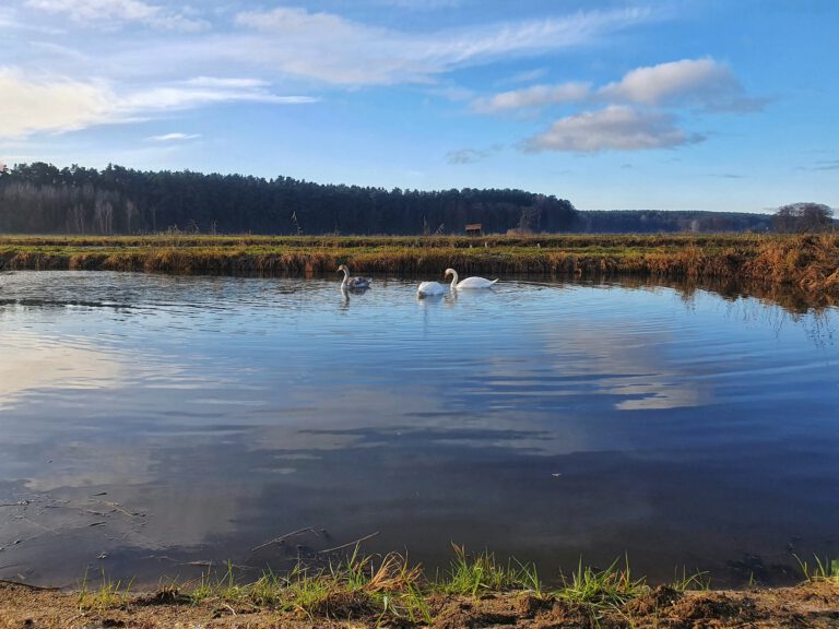 3 Schwäne in einem Weiher. 