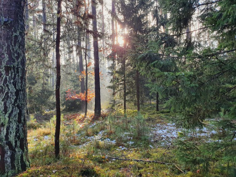 Die Sonne scheint zwischen den Bäumen. Es ist leichter Nebel zu erkennen.