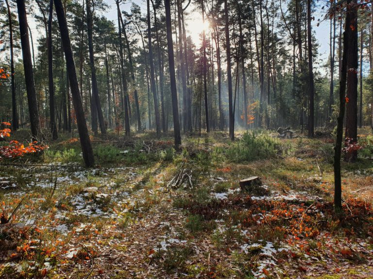 Viel Waldboden und Bäume. Die Sonne strahlt zwischen den Ästen hervor.