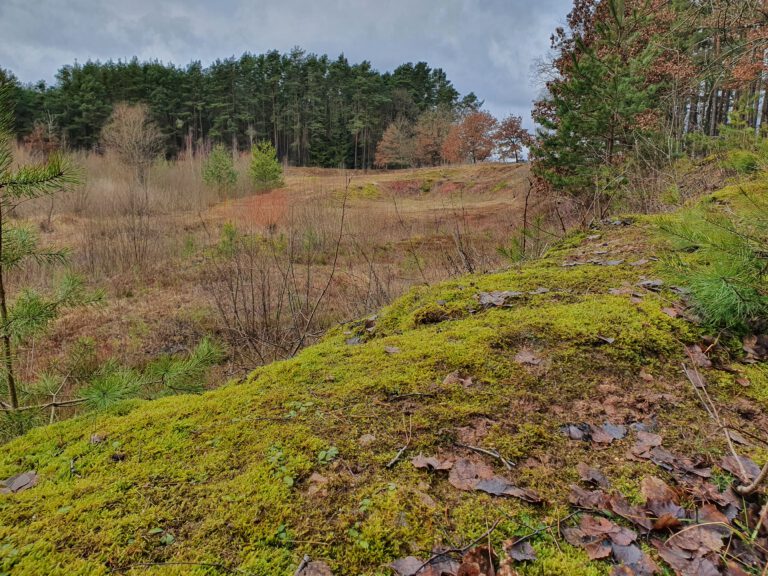 Bunte Bäume, viel Moos und Wald rechts und links.