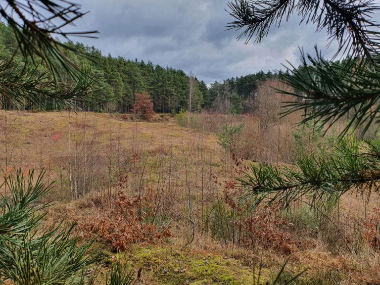 Blick auf ein freies Feld im Wald. Rechts und links sind Tannennadeln.