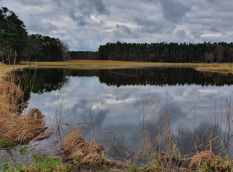 Ein Weiher vor dem Wald.