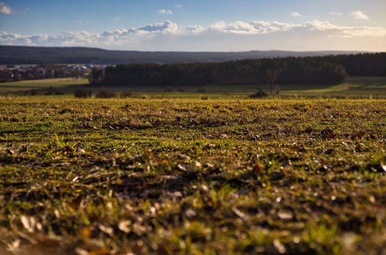 Ein Feld welches in der Abendsonne gelb und grün leuchtet.