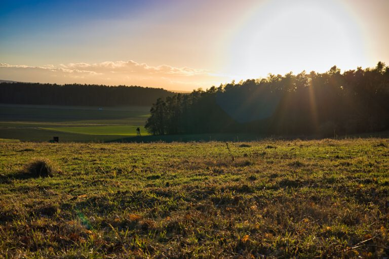 Die Sonne, die hinter einer Gruppe Bäume untergeht.