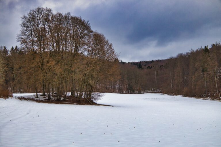 Schneebedecktes Feld mit Wald drumherum.