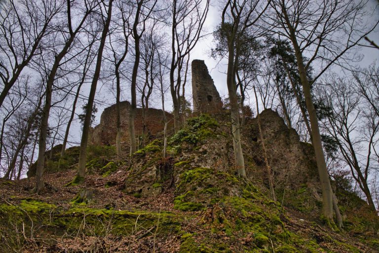 Die Burgruine Wildenfels umgeben von Bäumen und Moos.