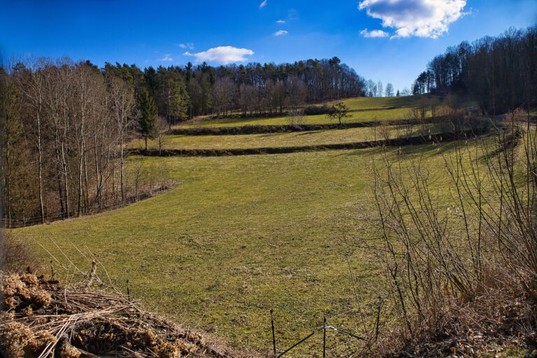 Ein weites grünes Feld mit Bäumen rechts und links.