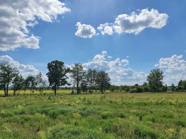 Eine grüne weite Wiese mit Bäumen im Hintergrund. Der Himmel ist satt blau mit grau weißen Wolken.