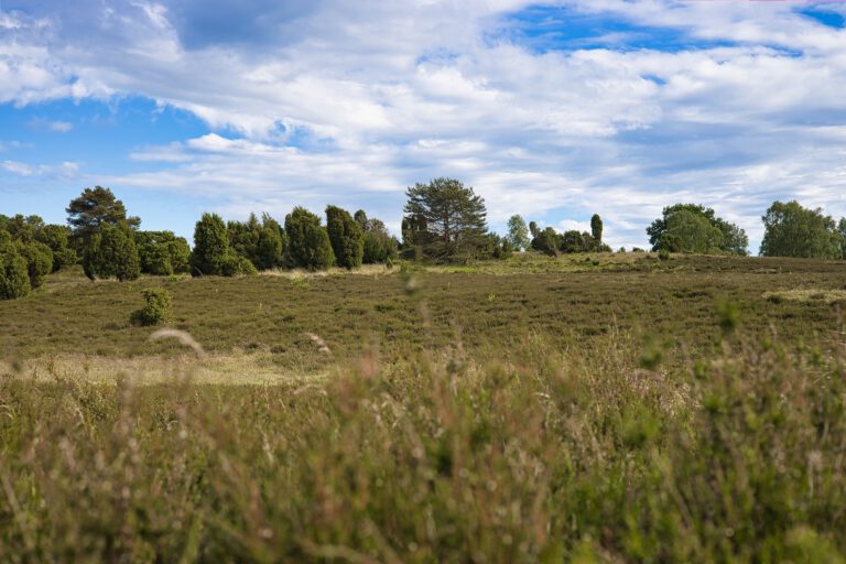 Eine grün braune Heidelandschaft mit blauen Himmel und weißen Wolken.