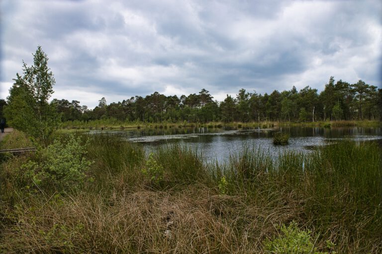 Grauer Himmel - Viel Gras und Bäume. in der Mitte ein kleiner See.