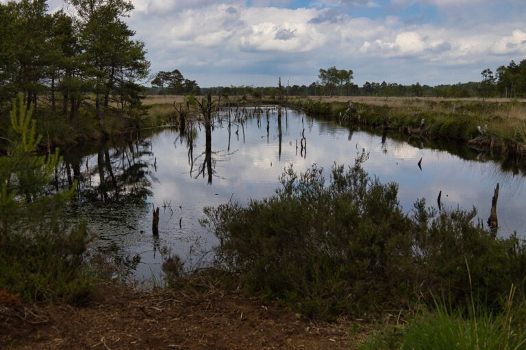 Eine triste Landschaft aus braunen und grünen Gras und Bäumen. In der Mitte Gewässer mit abgestorbenen Bäumen.