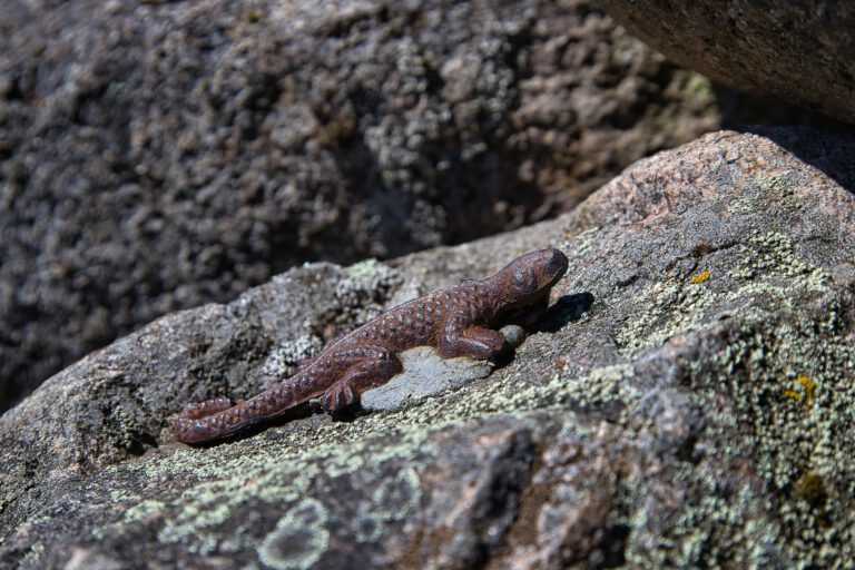 Ein Salamander aus Eisen geformt der auf einem Stein liegt.