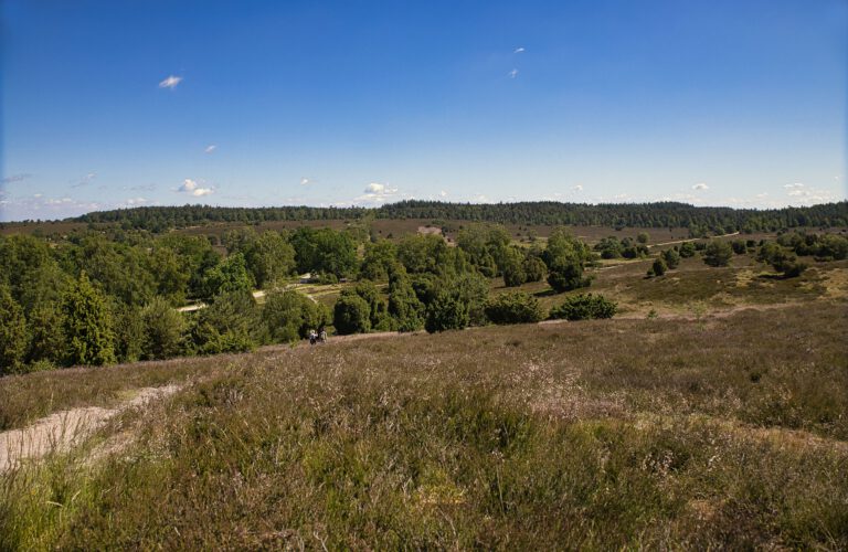 Heidelandschaft mit grünen Büschen und Bäumen. Der Himmel ist satt blau mit kleinen Wolken.