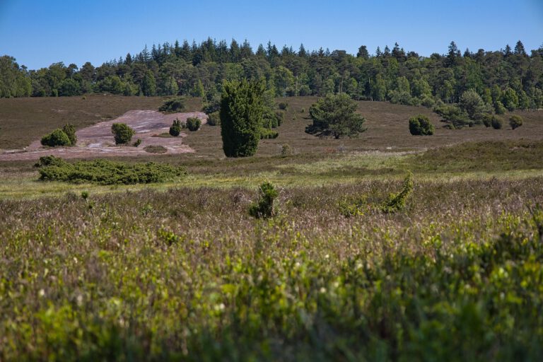 Eine weite grüne Heidelandschaft mit Wald im Hintergrund.