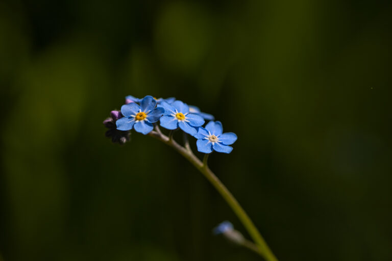 Blaue Blüten einer Wald-Vergissmeinnicht. Der Hintergrund verschwimmt dunkelgrün.