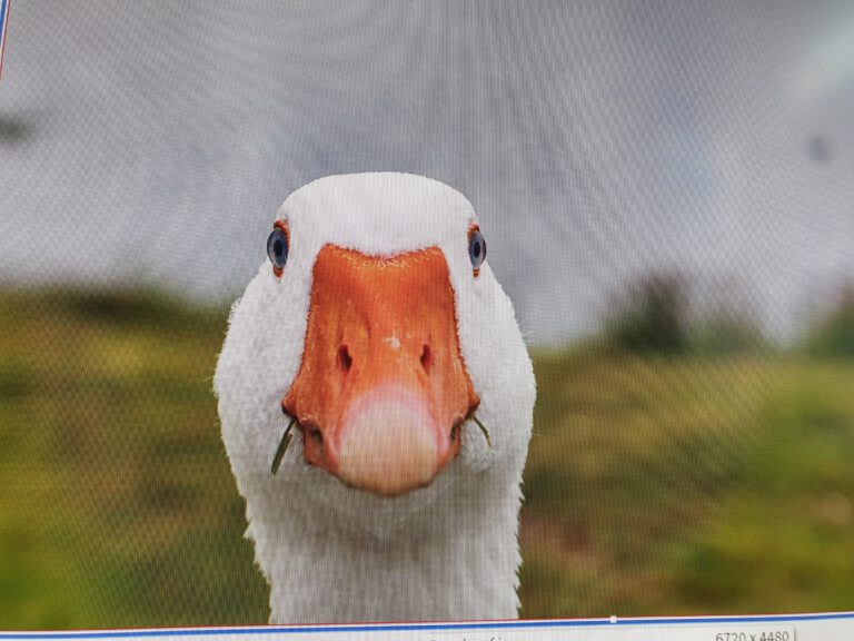 Ein Ganskopf der verschmitzt in die Kamera guckt.